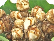 Hải Dương: Phục tráng giống khoai sọ Miễu Sơn 